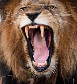 A roaring lion